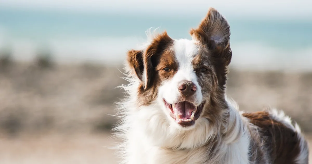 Dog arriving in Australia after completing quarantine for international pet relocation